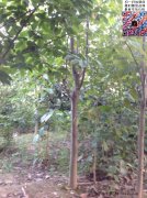 今年10公分白玉蘭價格是多少？