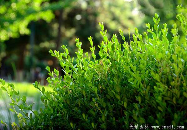 小葉黃楊--長(zhǎng)景園林 小葉黃楊--長(zhǎng)景園林