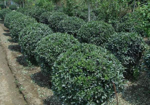 大葉黃楊球規格