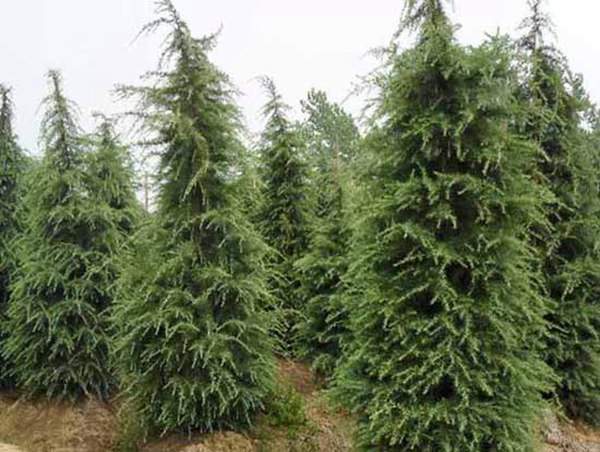 6/7米雪松的價(jià)格 6/7米雪松的價(jià)格