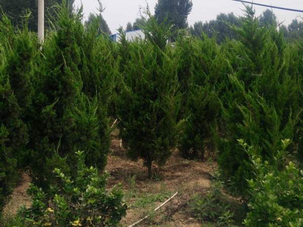 龍柏基地直銷小龍柏、龍柏球