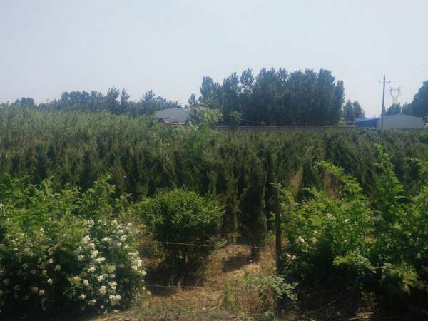 龍柏基地直銷小龍柏、龍柏球