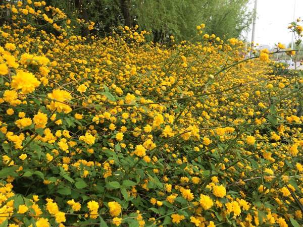 棣棠花的花語是什么？