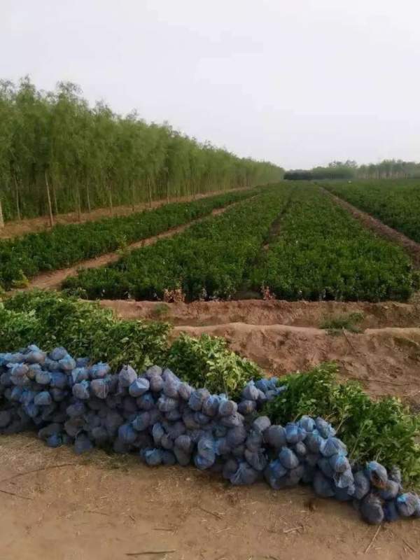 蕭山大葉黃楊小苗價(jià)格 蕭山大葉黃楊小苗價(jià)格