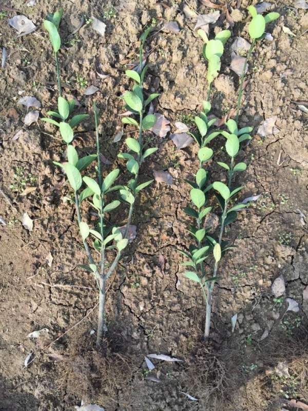 蕭山大葉黃楊小苗價(jià)格 蕭山大葉黃楊小苗價(jià)格