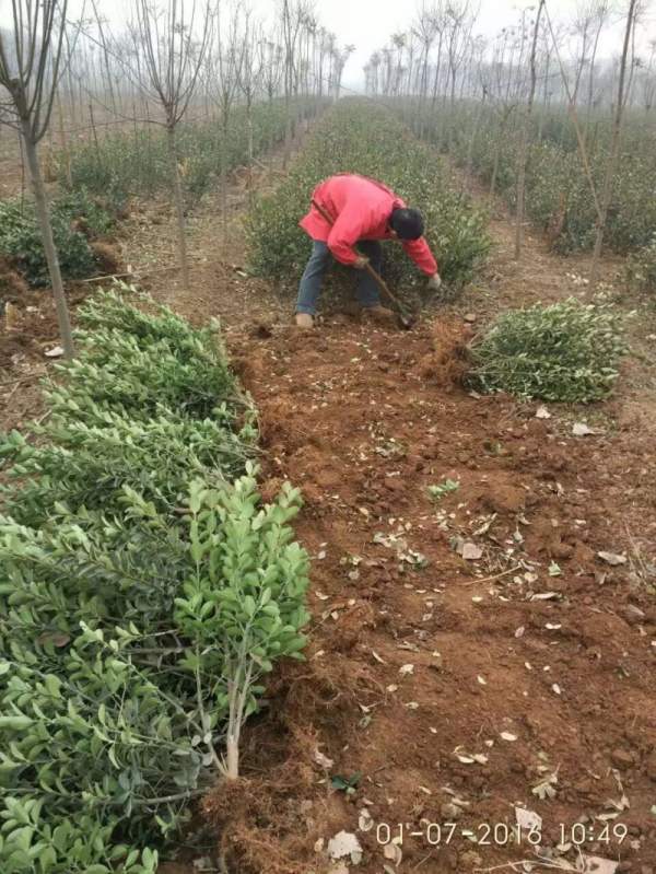 大葉黃楊苗 大葉黃楊苗