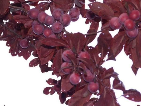 紫葉李和紅葉李的花語(yǔ)是什么？