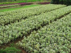 金邊黃楊小苗的價格是多少？