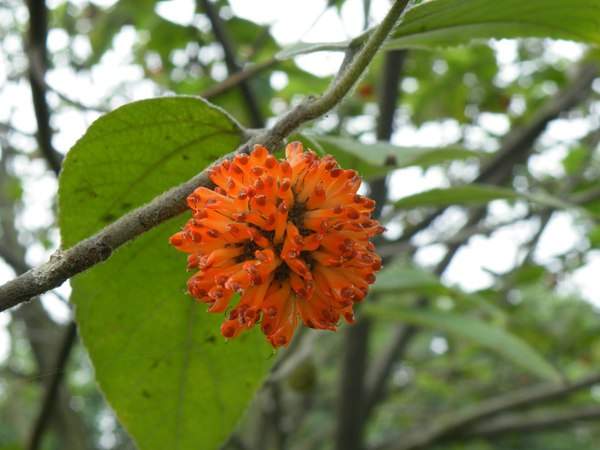 構樹的果實能吃嗎？