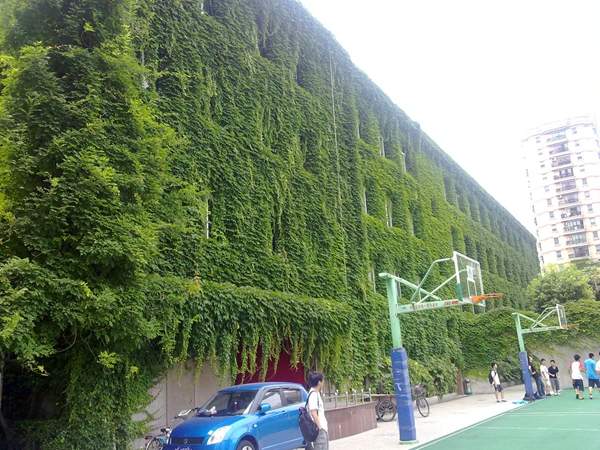 藍(lán)球場(chǎng)邊上的爬山虎 藍(lán)球場(chǎng)邊上的爬山虎