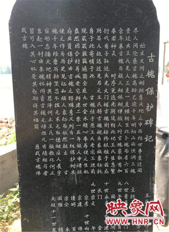1100年古槐樹 1100年古槐樹