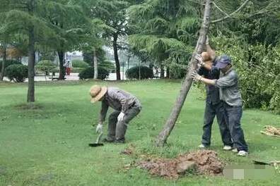 行道樹雨后扶正拉直