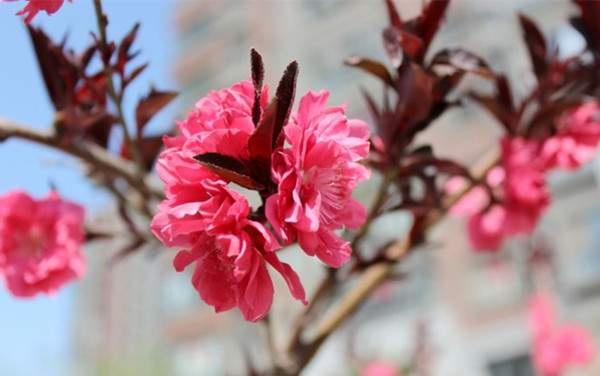 紅花紅葉碧桃--長(zhǎng)景園林 紅花紅葉碧桃--長(zhǎng)景園林
