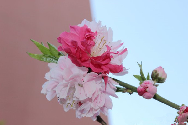 雙色綠葉碧桃--長(zhǎng)景園林 雙色綠葉碧桃--長(zhǎng)景園林