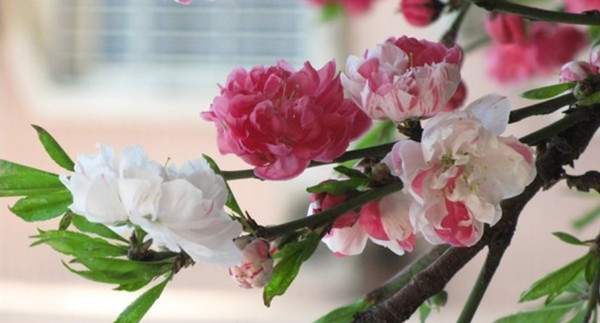 雙色碧桃--長(zhǎng)景園林 雙色碧桃--長(zhǎng)景園林