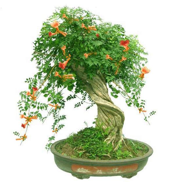 凌霄盆栽 凌霄盆栽