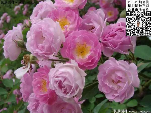 粉團薔薇花苗