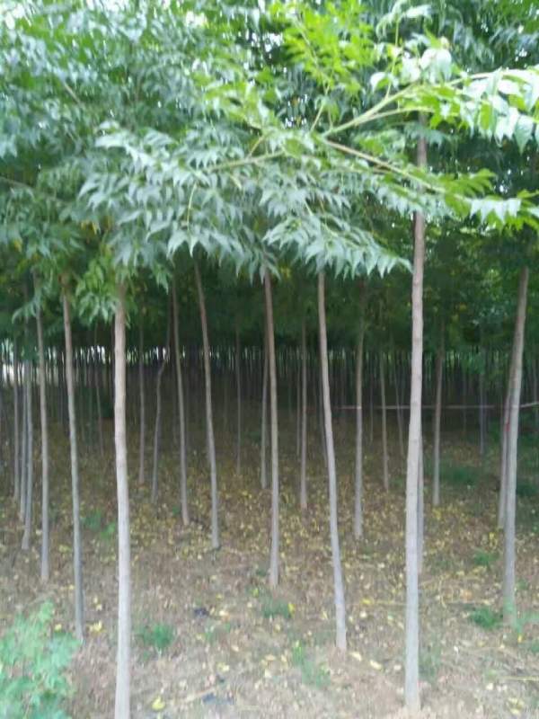 米徑3公分4公分5公分6公分苦楝樹圖片 米徑3公分4公分5公分6公分苦楝樹圖片