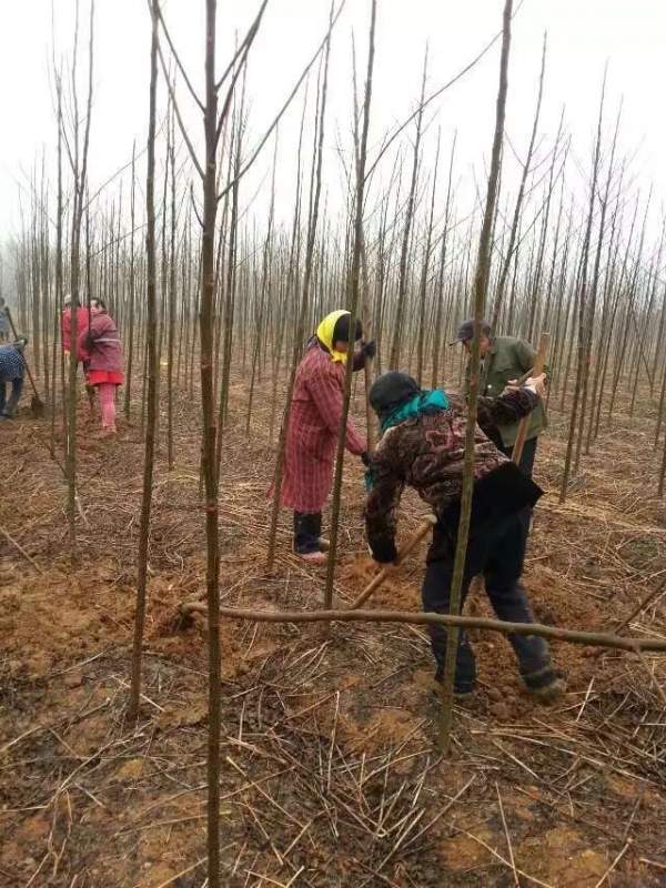 米徑3公分4公分5公分6公分苦楝樹圖片 米徑3公分4公分5公分6公分苦楝樹圖片