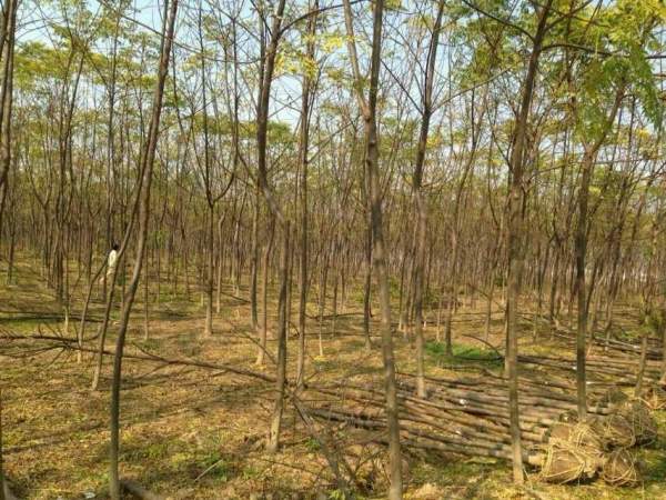 供應8公分9公分10公分苦楝樹 供應8公分9公分10公分苦楝樹