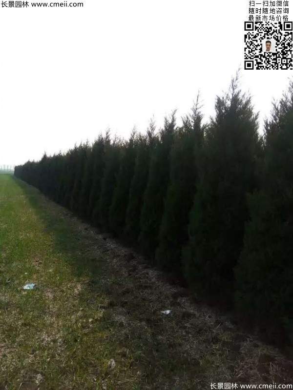 高度2.5米2.8米3米塔柏起苗現(xiàn)場圖片 高度2.5米2.8米3米塔柏起苗現(xiàn)場圖片
