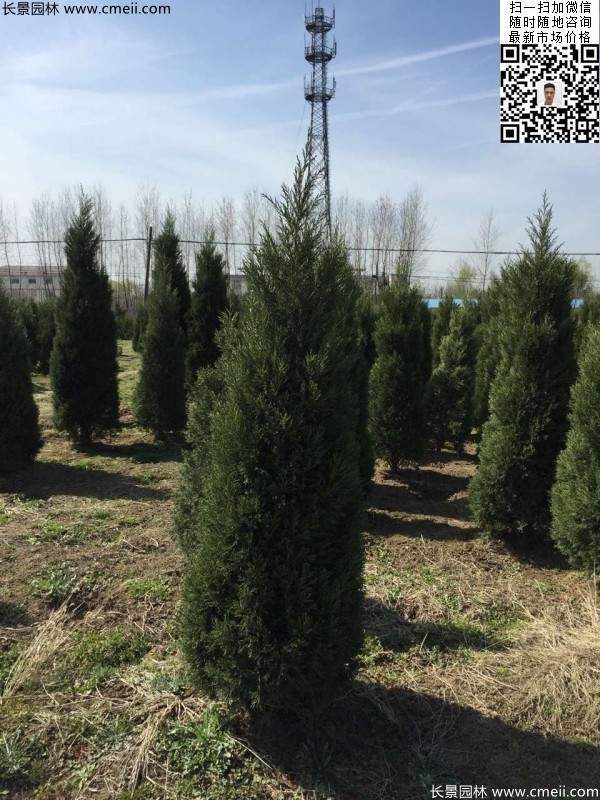 高度2.5米2.8米3米塔柏起苗現(xiàn)場圖片 高度2.5米2.8米3米塔柏起苗現(xiàn)場圖片