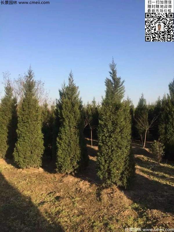 高度2.5米2.8米3米塔柏起苗現(xiàn)場圖片 高度2.5米2.8米3米塔柏起苗現(xiàn)場圖片