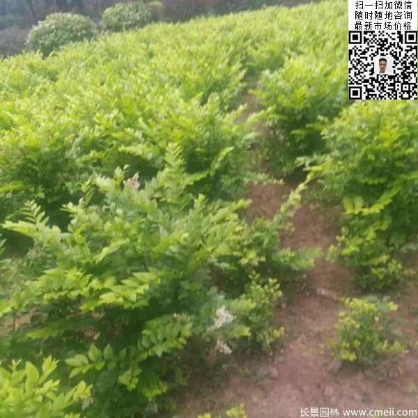 冠幅60公分70公分金葉女貞球圖片 冠幅60公分70公分金葉女貞球圖片