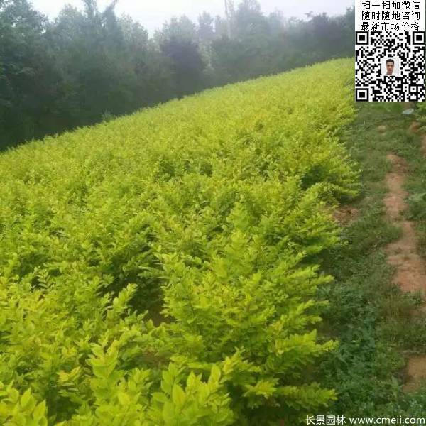 冠幅60公分70公分金葉女貞球圖片 冠幅60公分70公分金葉女貞球圖片