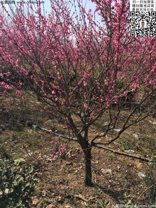 紅梅花紅梅樹紅梅價格圖片 紅梅花紅梅樹紅梅價格圖片