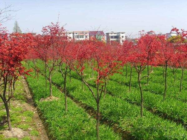 “顏值爆表”的日本紅楓，不是想看就能看！