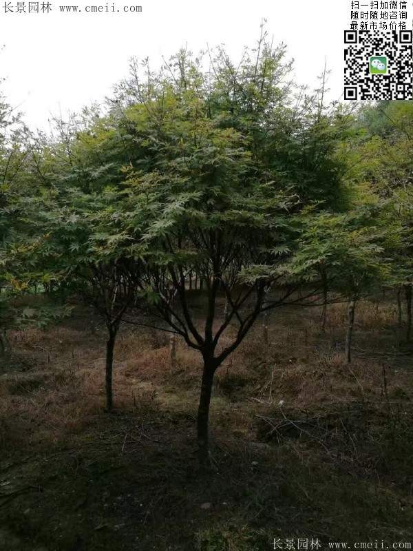 1.2、1.5、1.8米的紅楓樹