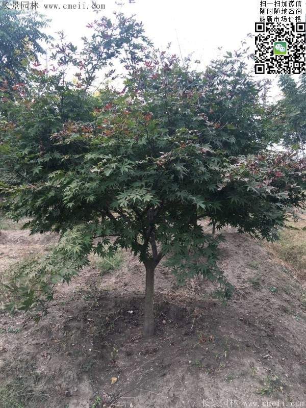 1.2、1.5、1.8米的紅楓樹