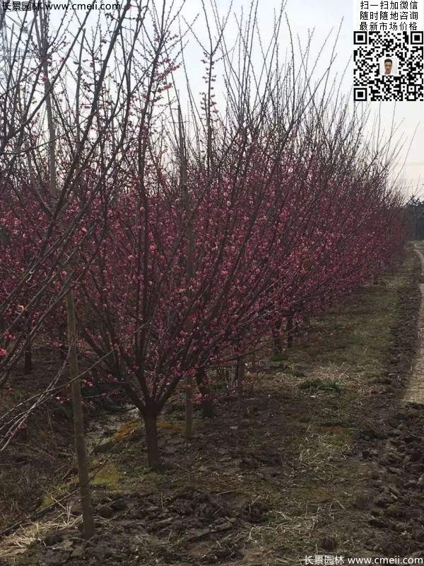 紅梅大樹(shù)