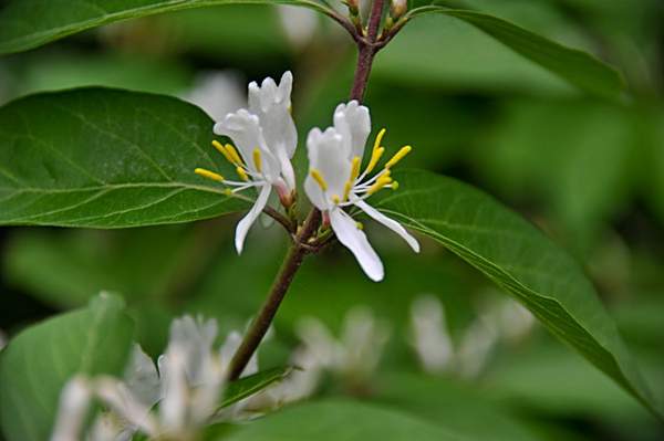 金銀木只要看一眼就迷上了，不信你就看看