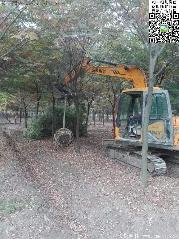 大規格櫸樹 大規格櫸樹