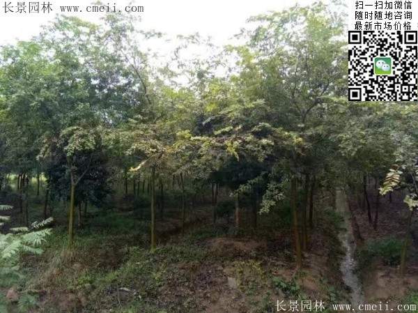 櫸樹身價 櫸樹身價