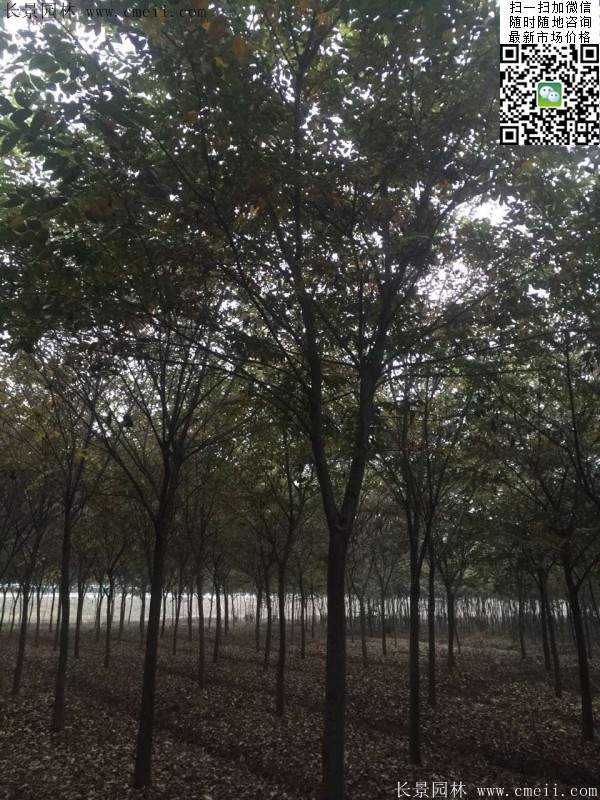 櫸樹種植 櫸樹種植