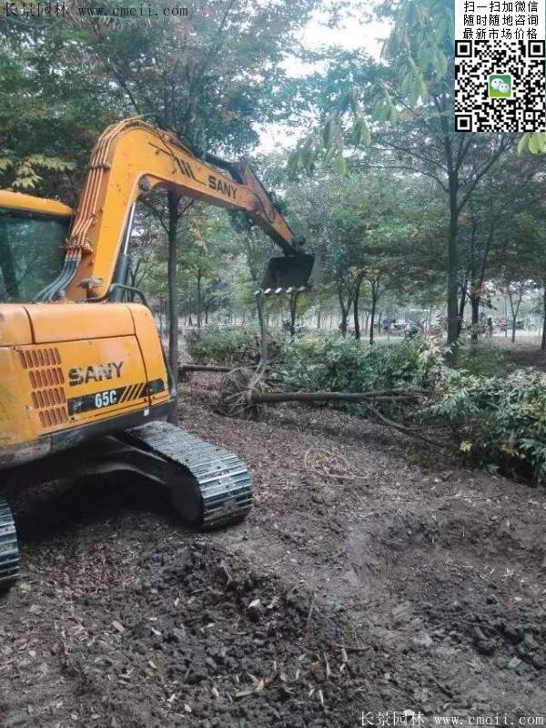 沭陽櫸樹批發(fā) 沭陽櫸樹批發(fā)