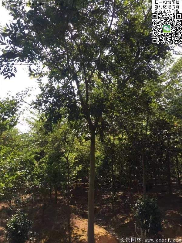 沭陽櫸樹批發(fā) 沭陽櫸樹批發(fā)