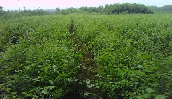 櫸樹修剪整形 櫸樹修剪整形