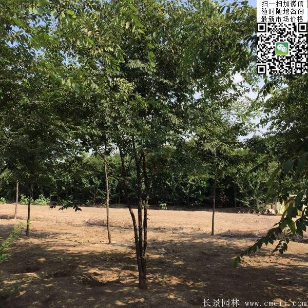 6-10公分胸徑的櫸樹價格 6-10公分胸徑的櫸樹價格