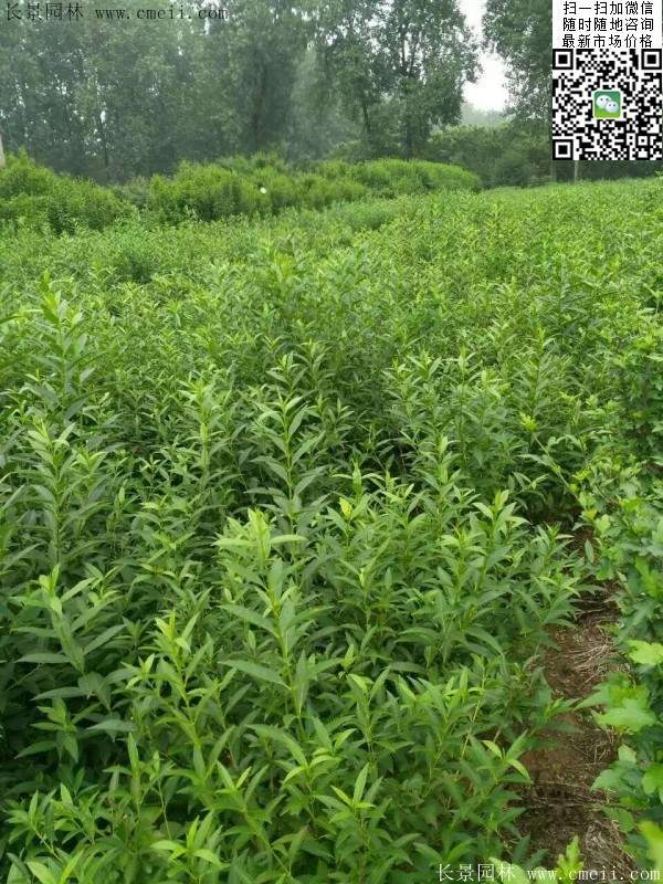 連翹--長(zhǎng)景園林 連翹--長(zhǎng)景園林