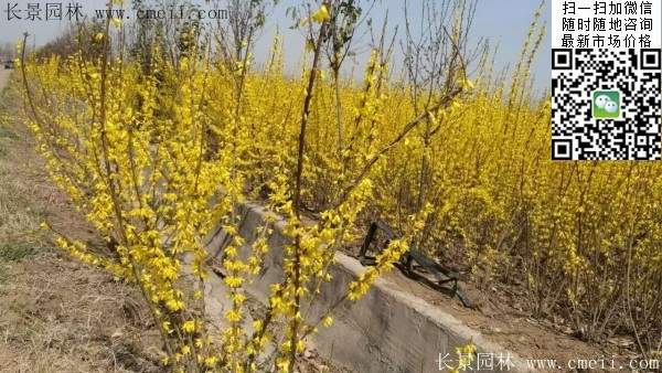 連翹--長(zhǎng)景園林 連翹--長(zhǎng)景園林