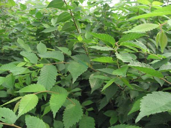 櫸樹的作用 櫸樹的作用