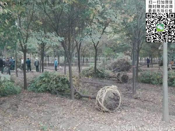 大規(guī)格櫸樹(shù) 大規(guī)格櫸樹(shù)