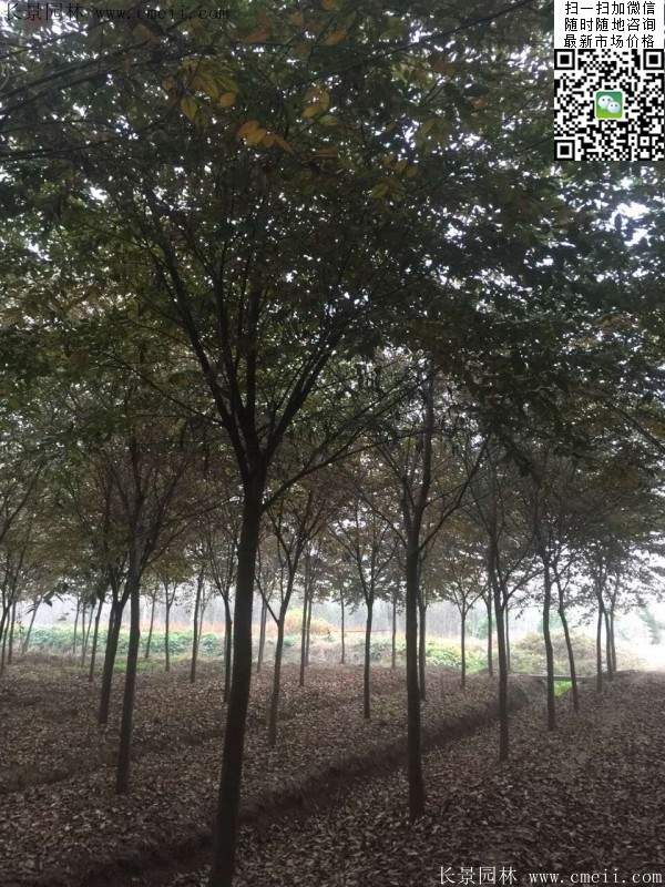 大規(guī)格櫸樹(shù) 大規(guī)格櫸樹(shù)
