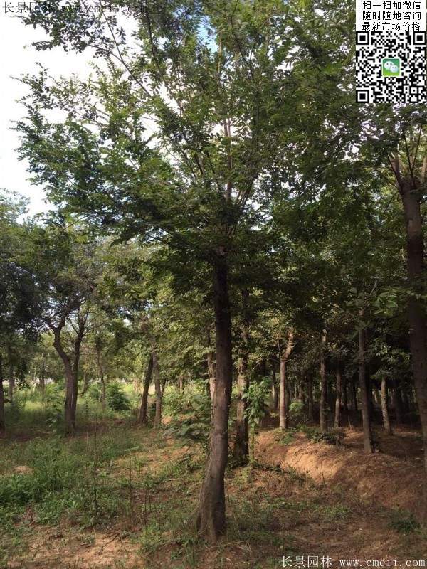 大規(guī)格櫸樹(shù) 大規(guī)格櫸樹(shù)