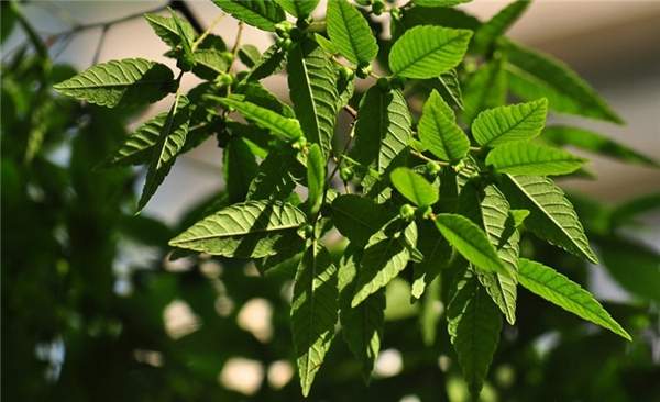 沭陽大櫸樹 沭陽大櫸樹