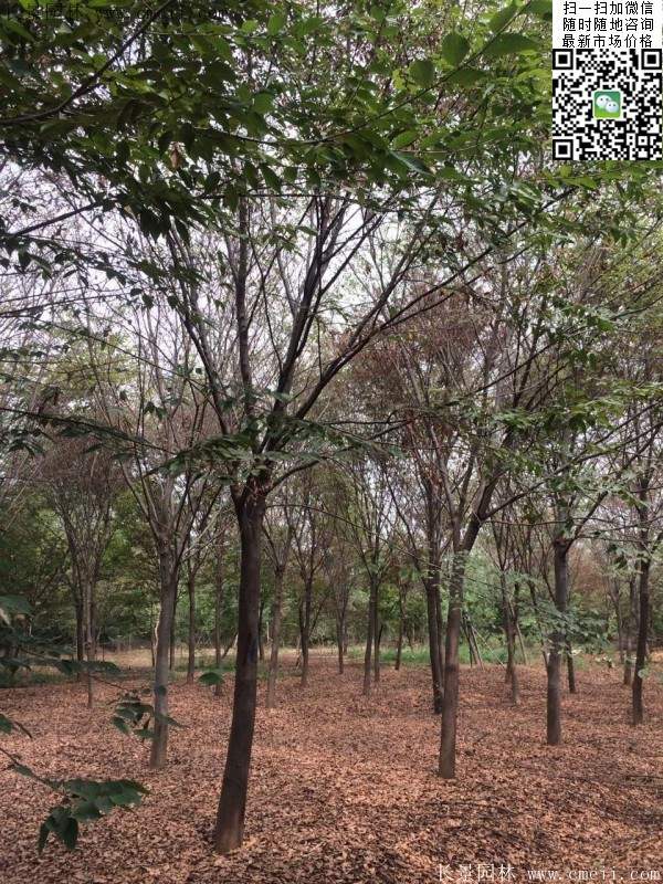 沭陽大櫸樹 沭陽大櫸樹